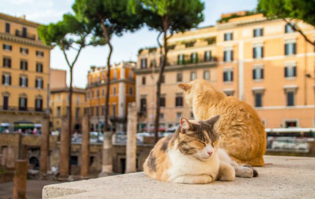 Il curioso Santuario dei Gatti di Largo Argentina a Roma