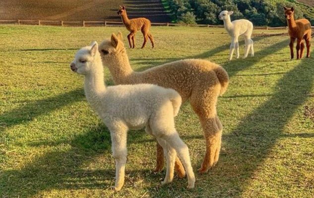 Alpaca Tarquinia