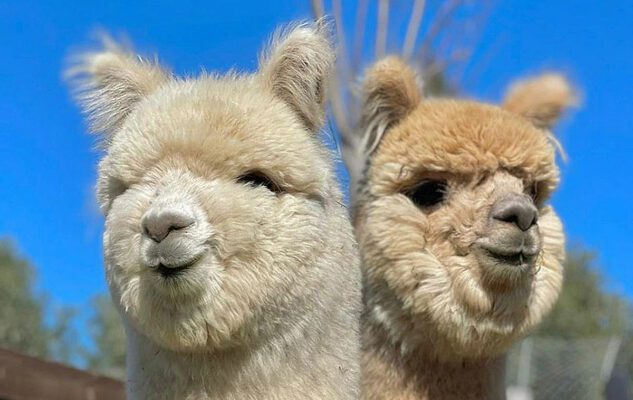 Passeggiare con gli Alpaca a Tarquinia: un’esperienza unica a due passi da Roma