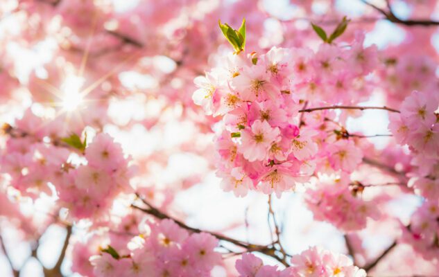 I Ciliegi al laghetto dell’Eur: un inno alla Primavera nel cuore di Roma