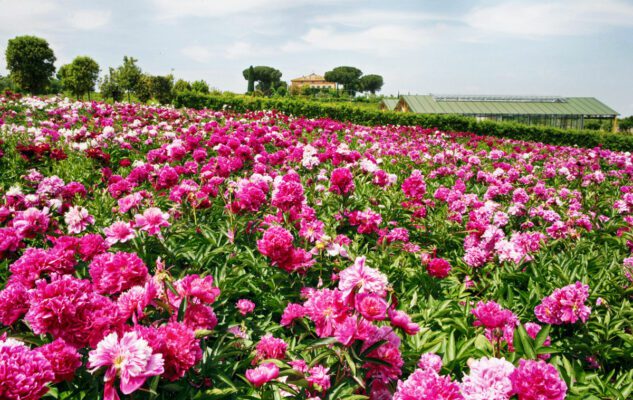 Giardino Peonie Vitorchiano