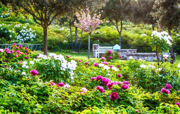 Il Giardino delle Peonie di Vitorchiano: un tesoro botanico nel cuore del Lazio