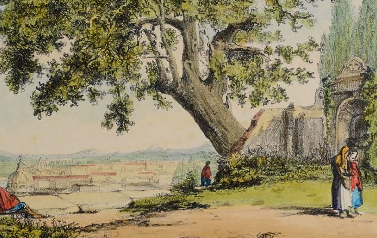 L'albero del poeta al Museo di Roma in Trastevere nel 2025