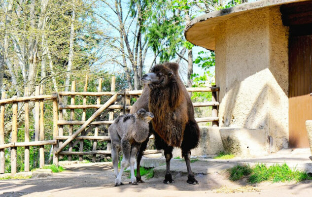 Bioparco di Roma cammellino