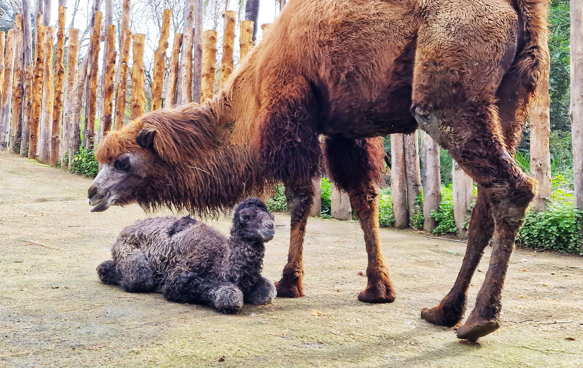 Bioparco di Roma cammellino