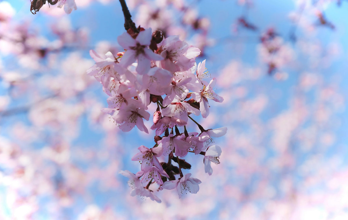 Hanami 2025 Orto Botanico Roma