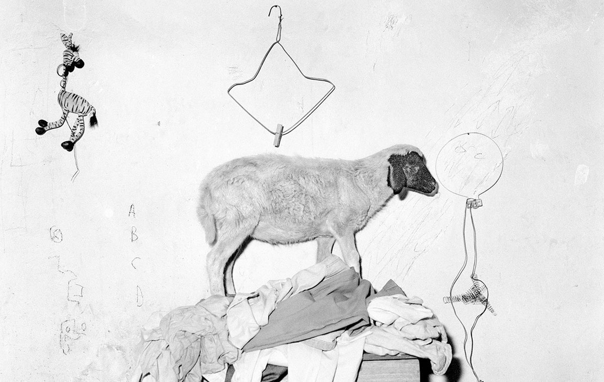 Roger Ballen - Animalism