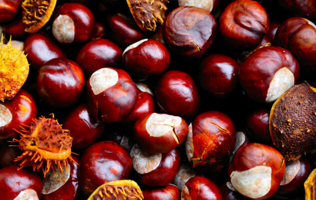 Sagra del Marrone Segnino 2025