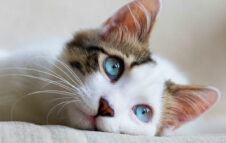 Il SuperCat Show 2025 torna a Roma tra sfilate, premi e adozioni del cuore