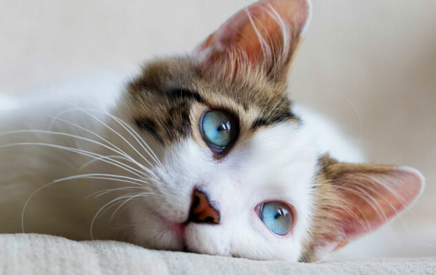 SuperCat Show 2025 a Roma