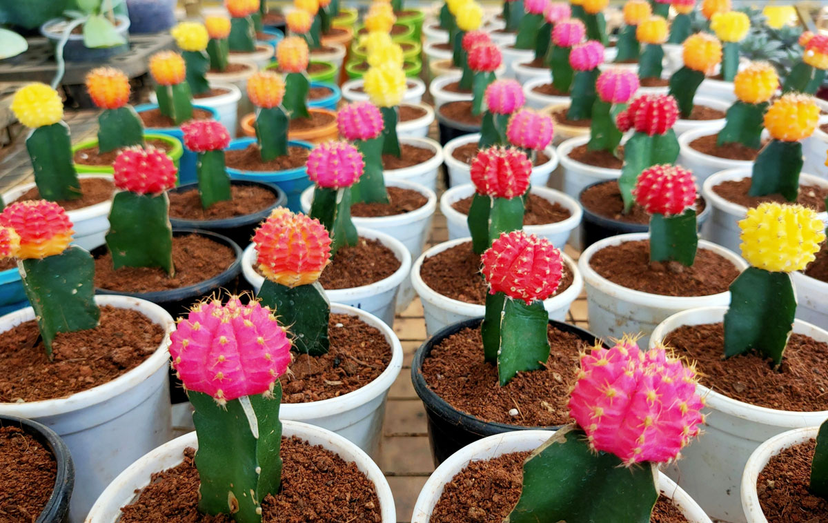 Roma in Cactus 2026