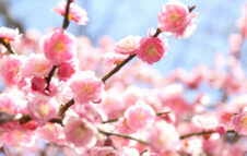 Hanami 2026 a Roma: la fioritura dei ciliegi all'Orto Botanico tra natura e street food