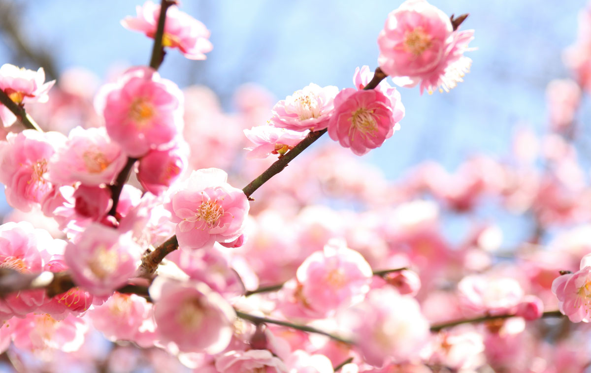 Hanami all'Orto Botanico di Roma