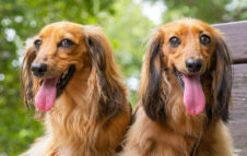 Bassotti in festa a Villa Pamphilj: torna a Roma l'ottava edizione della Sausage Walk Italia