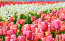 TuliPark Roma 2026: riapre il campo di tulipani più colorato della Capitale