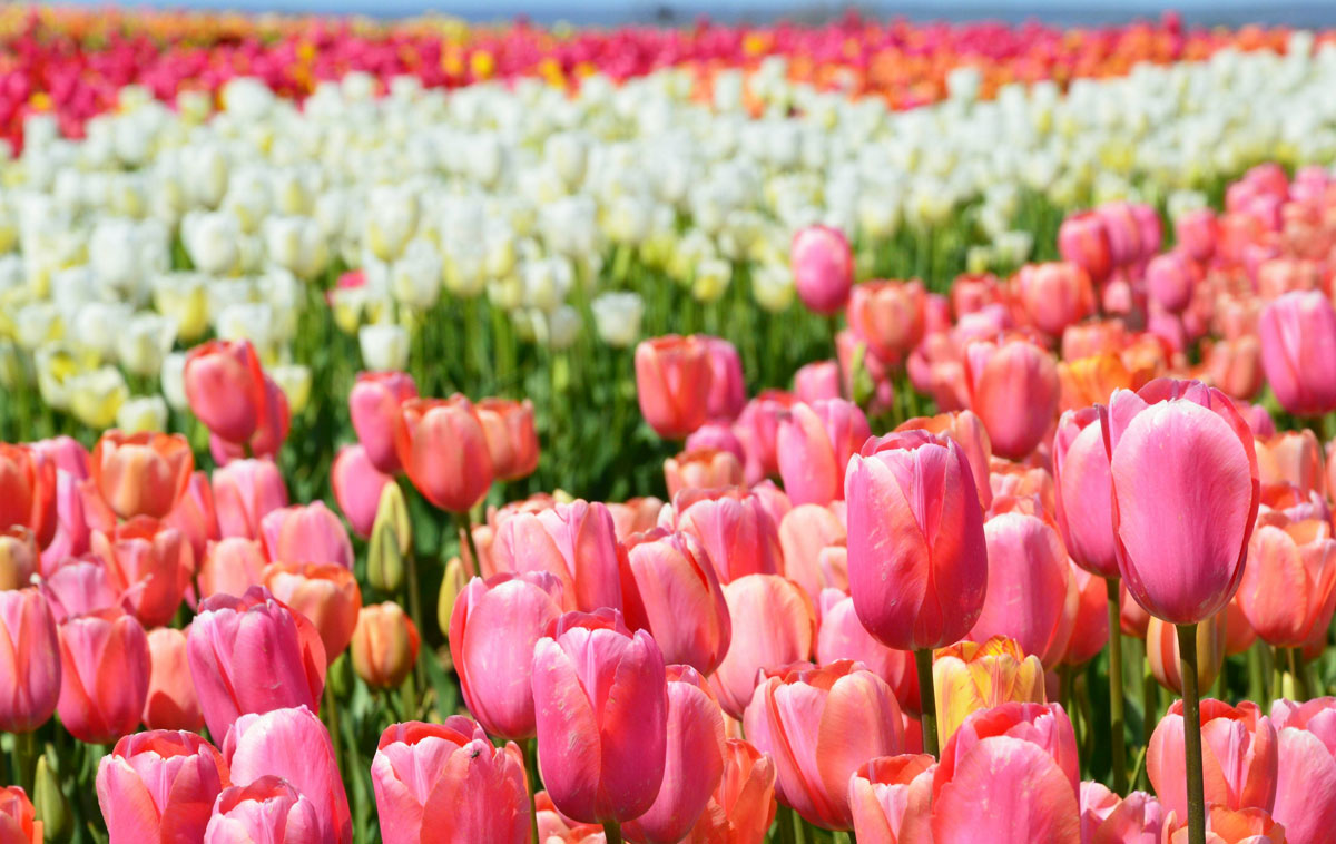 TuliPark Roma 2026