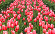 TuliPark Day 2026: a Roma Est arrivano 10.000 tulipani colorati