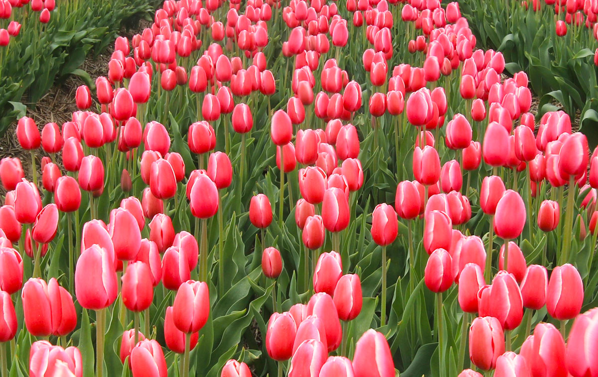 TuliparkDay