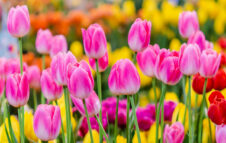 Era di maggio: torna la festa di primavera dell'Orto Botanico di Roma