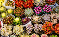 Piantala: arriva a Roma il plants pop up sale più grande d’Europa con oltre 15.000 piante