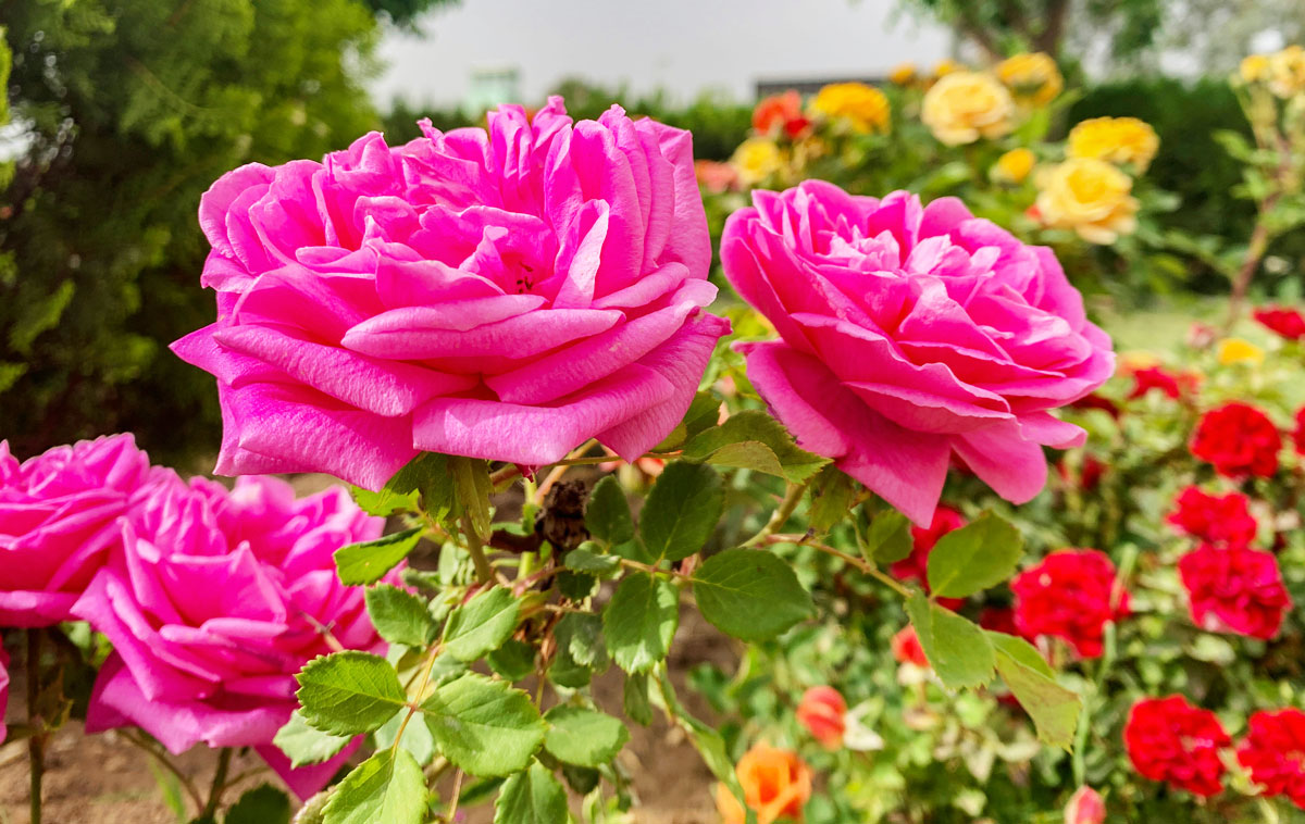 Roseto Comunale di Roma - Primavera 2026