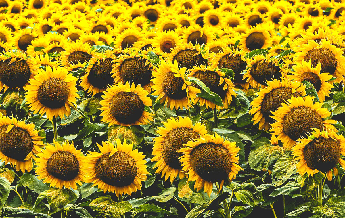 Campo di Girasoli