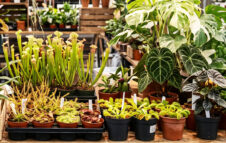 Orchidee rare, piante carnivore e specie tropicali: arriva la prima edizione di Roma Esotica